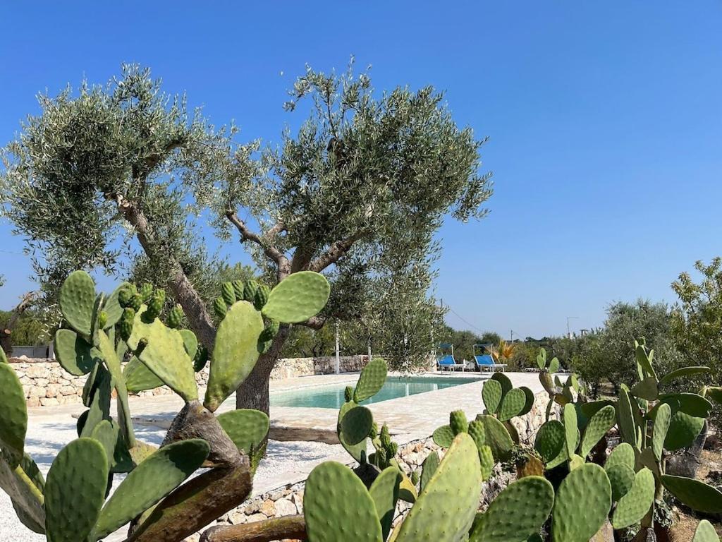 Casa Giuliveto - Charmantes Ferienhaus Mit Privatpool In Olivenhain Остуні Екстер'єр фото